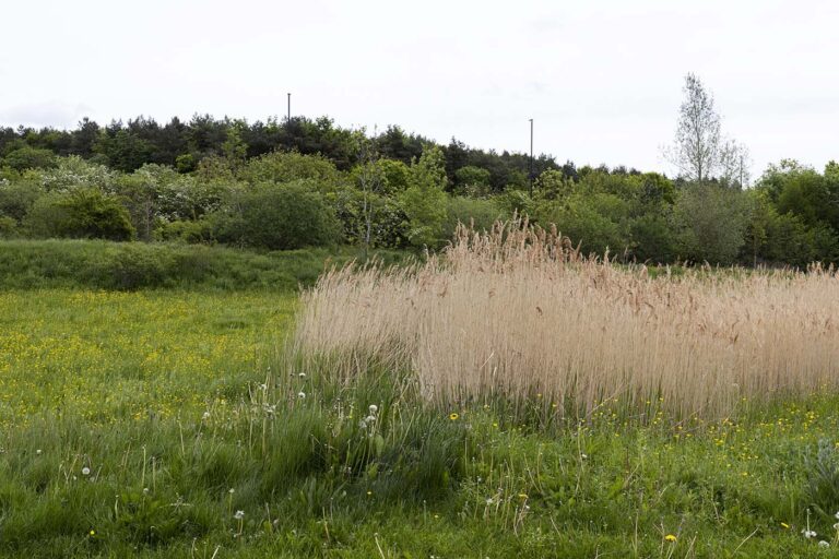 Warkworth woods reeds